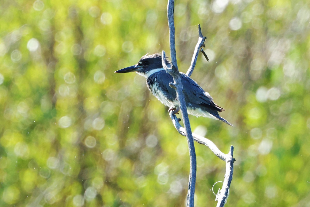 Belted Kingfisher - ML624560782