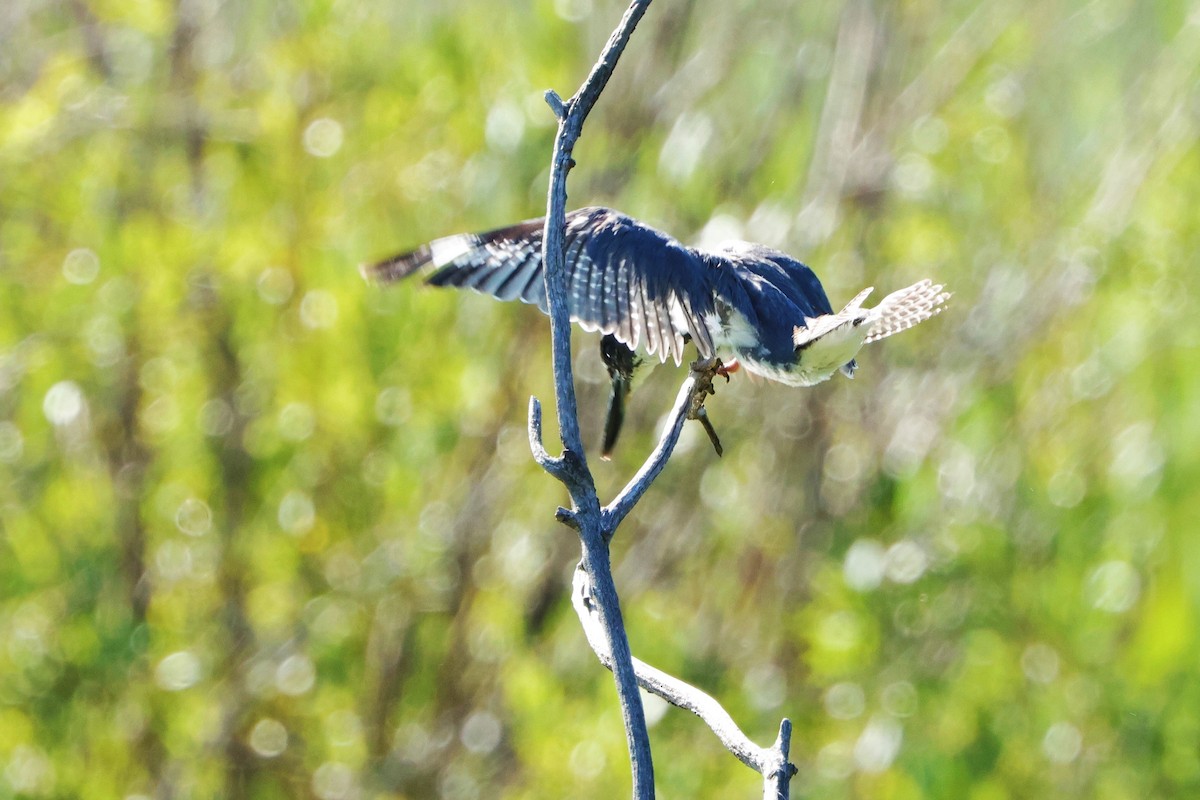 Belted Kingfisher - ML624560783