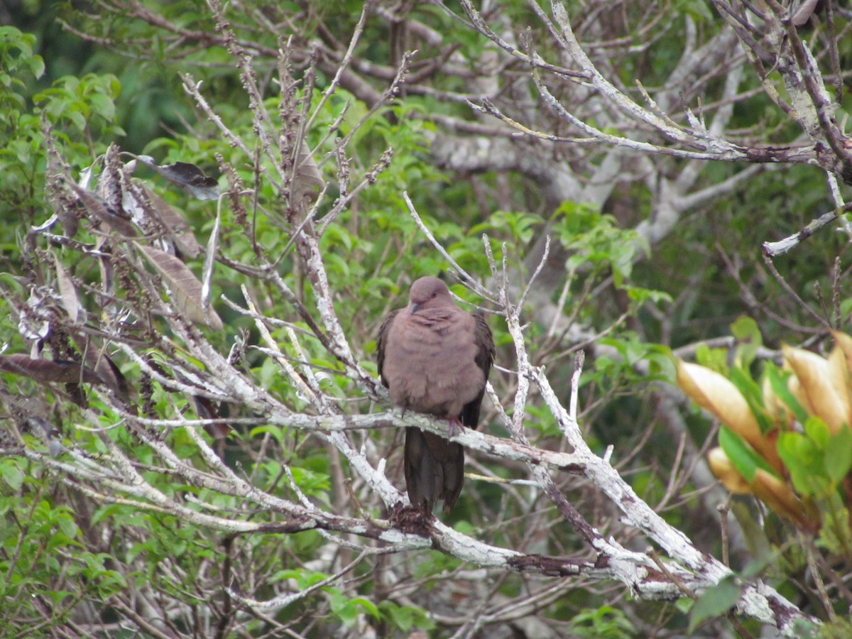 Ruddy Pigeon - ML624560786