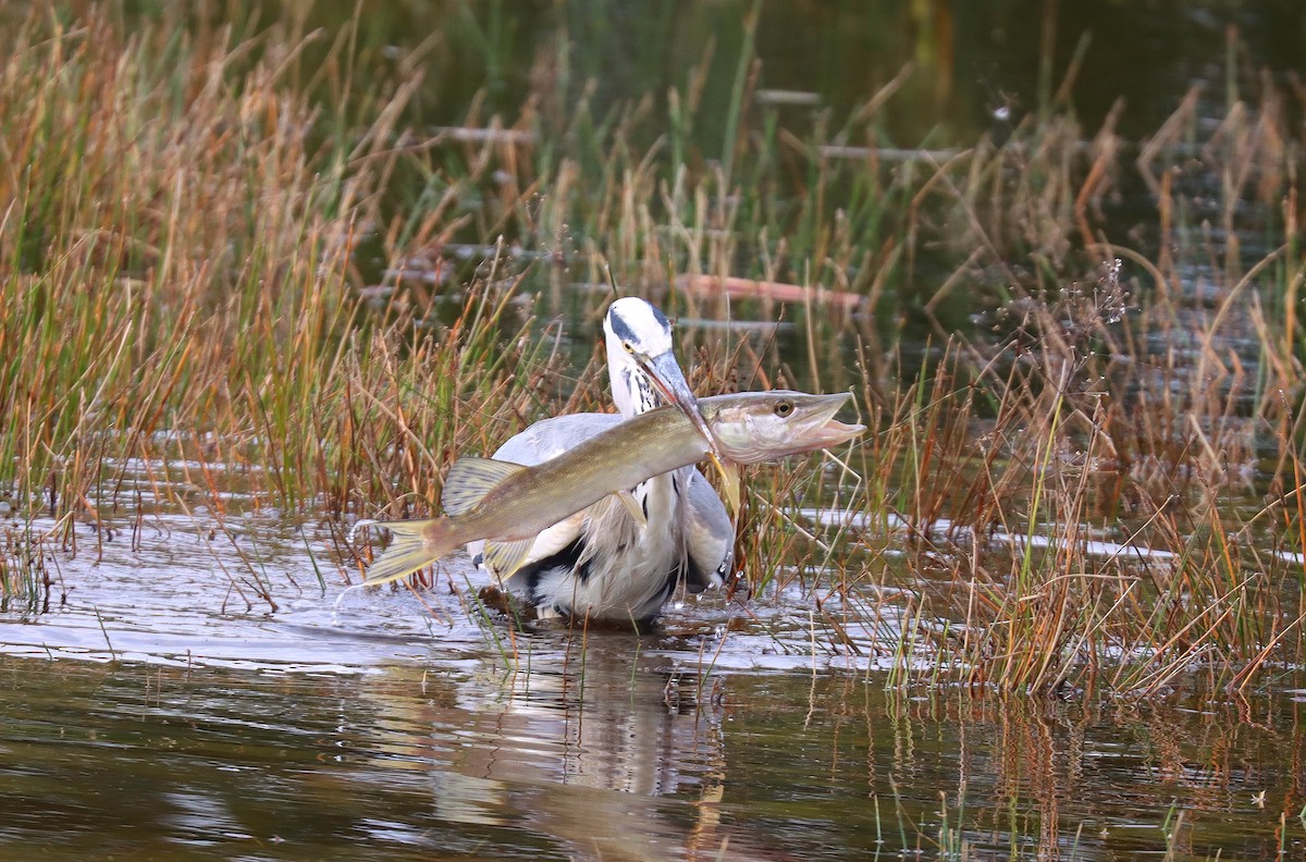 Gray Heron - Wayne Paes