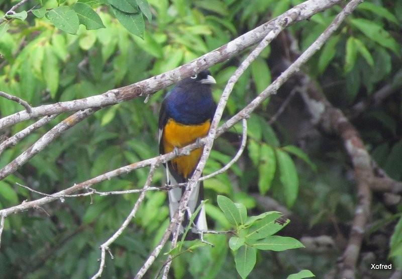 Green-backed Trogon - ML624560842