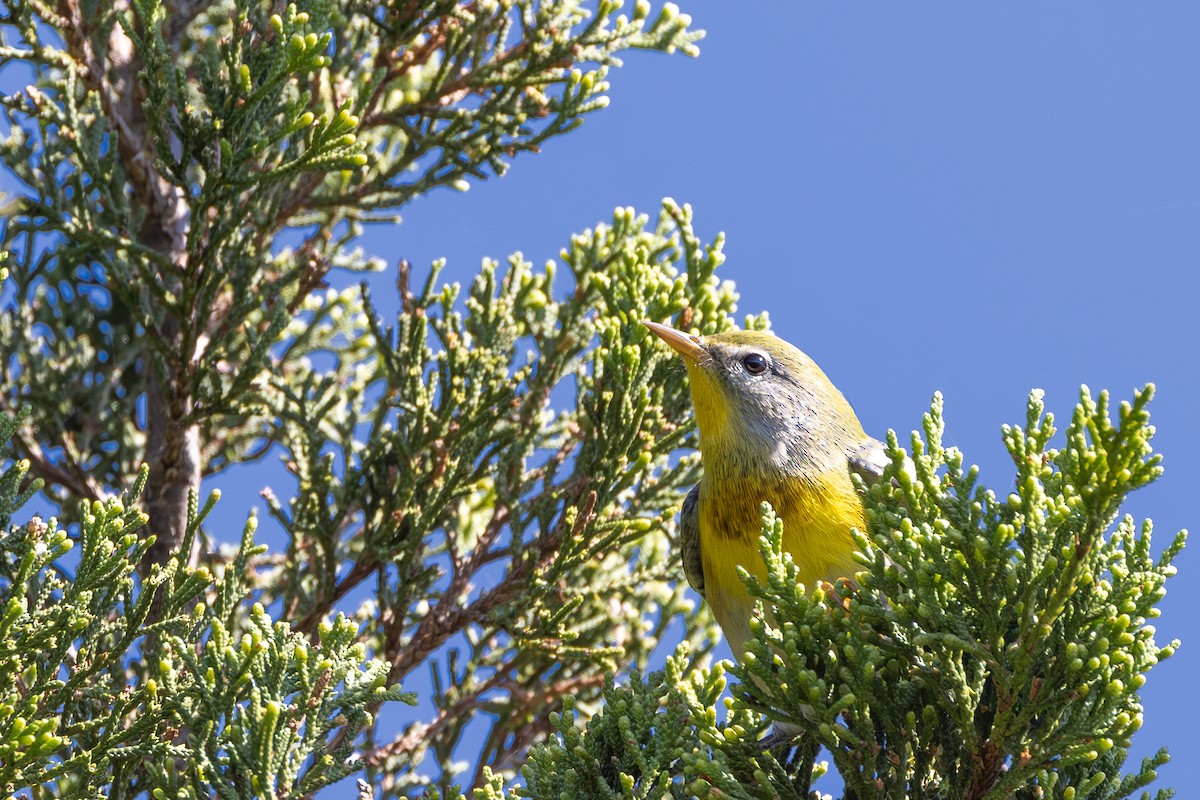 Northern Parula - ML624560848