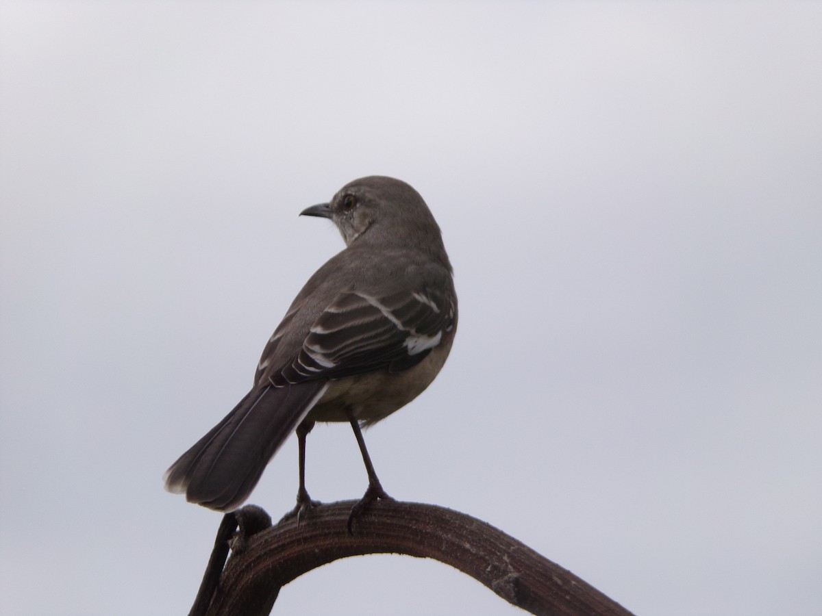 Northern Mockingbird - ML624560881