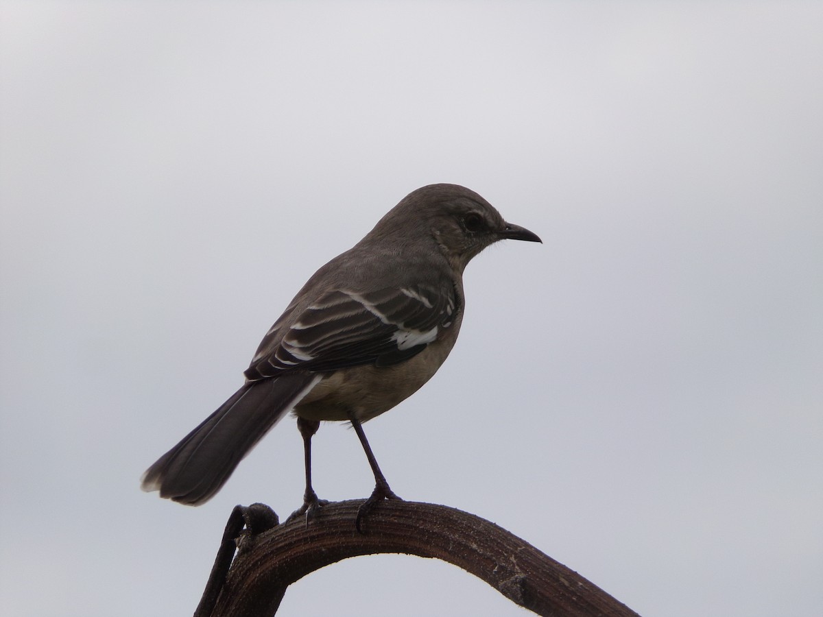 Northern Mockingbird - ML624560882