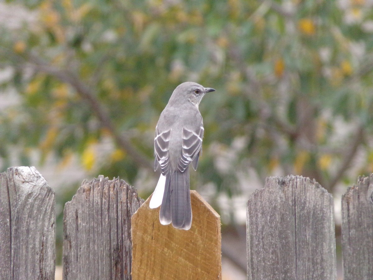 Northern Mockingbird - ML624560883