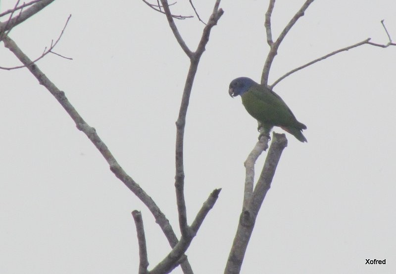 Blue-headed Parrot - ML624560905