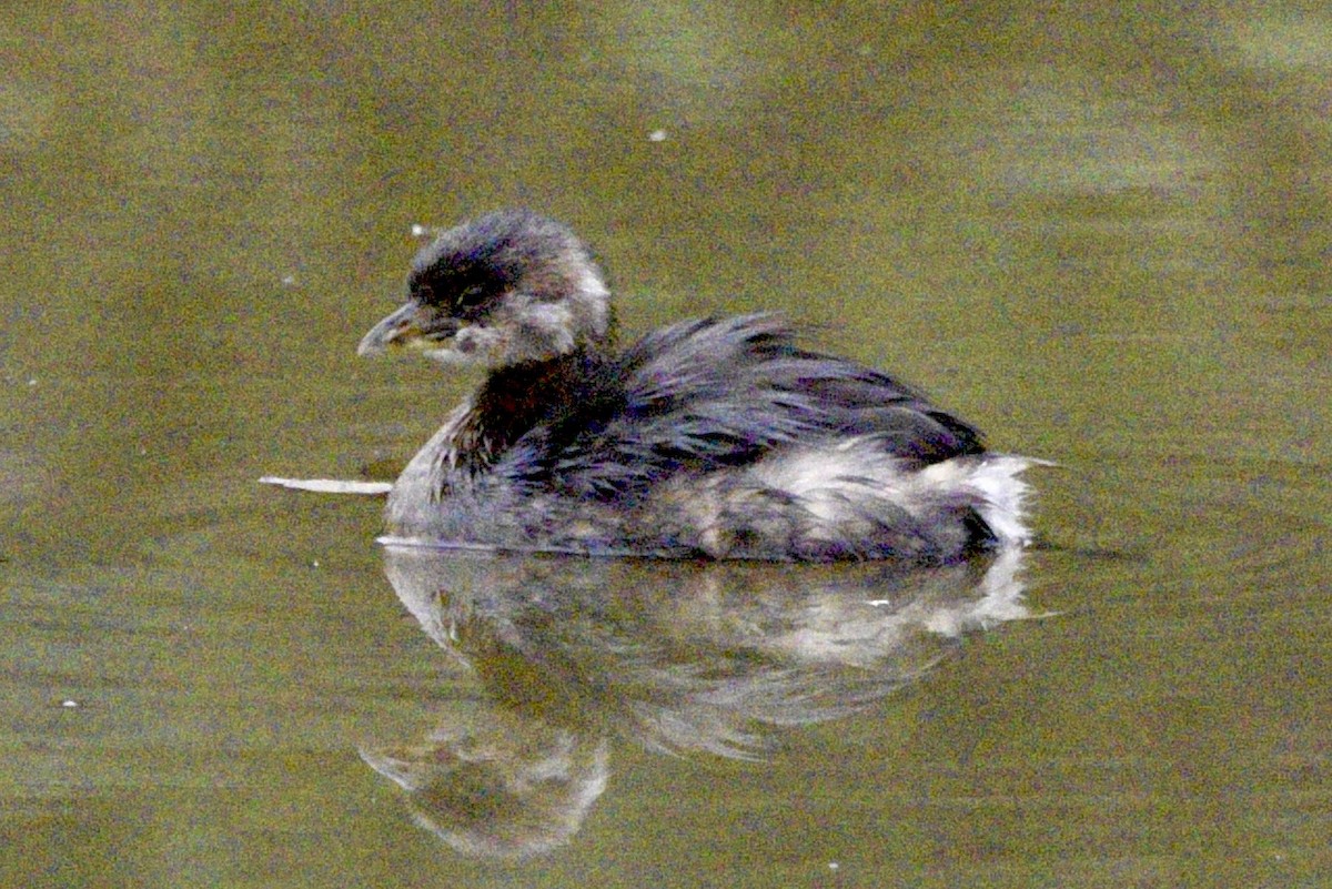 Pied-billed Grebe - ML624560944