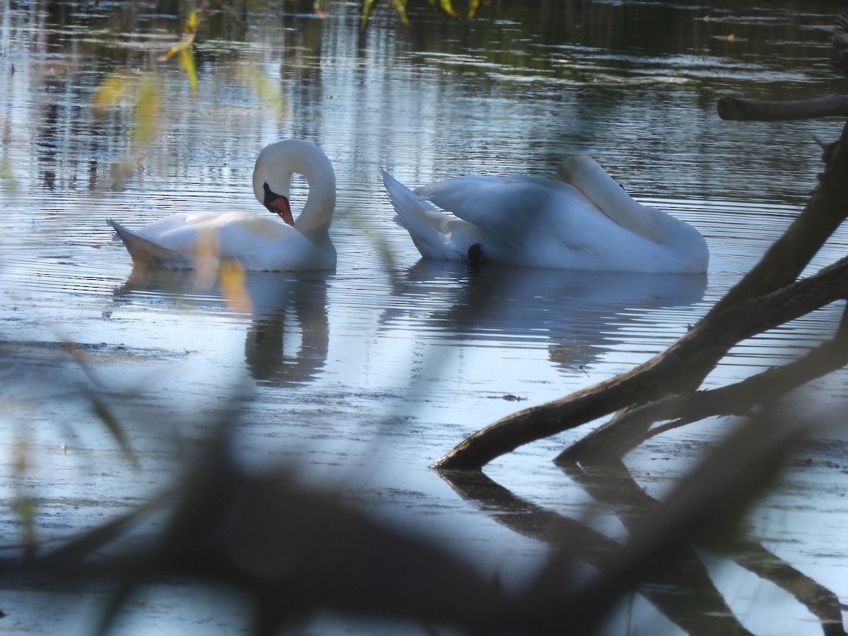 Mute Swan - Alexander R