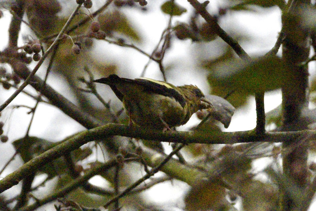 Evening Grosbeak - ML624560955