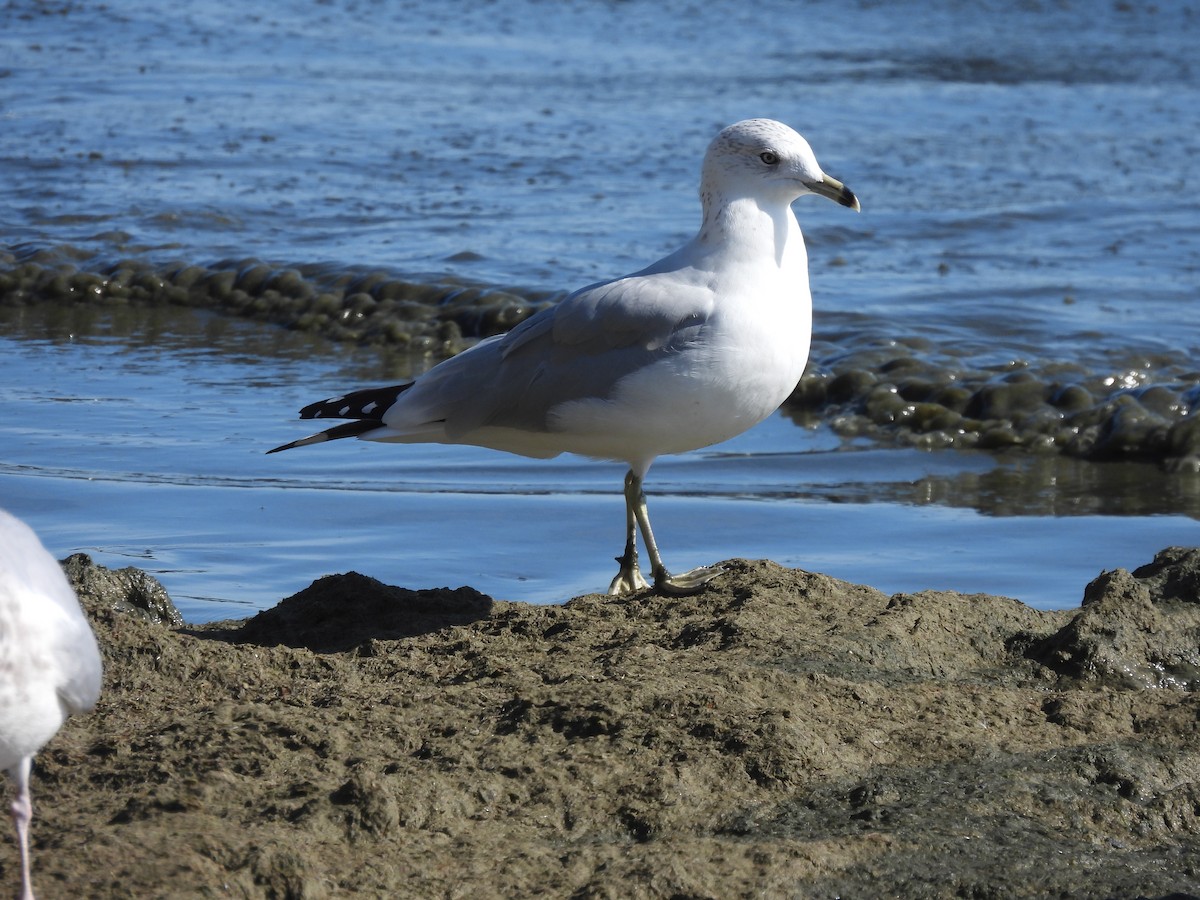 Ring-billed Gull - Alexander R