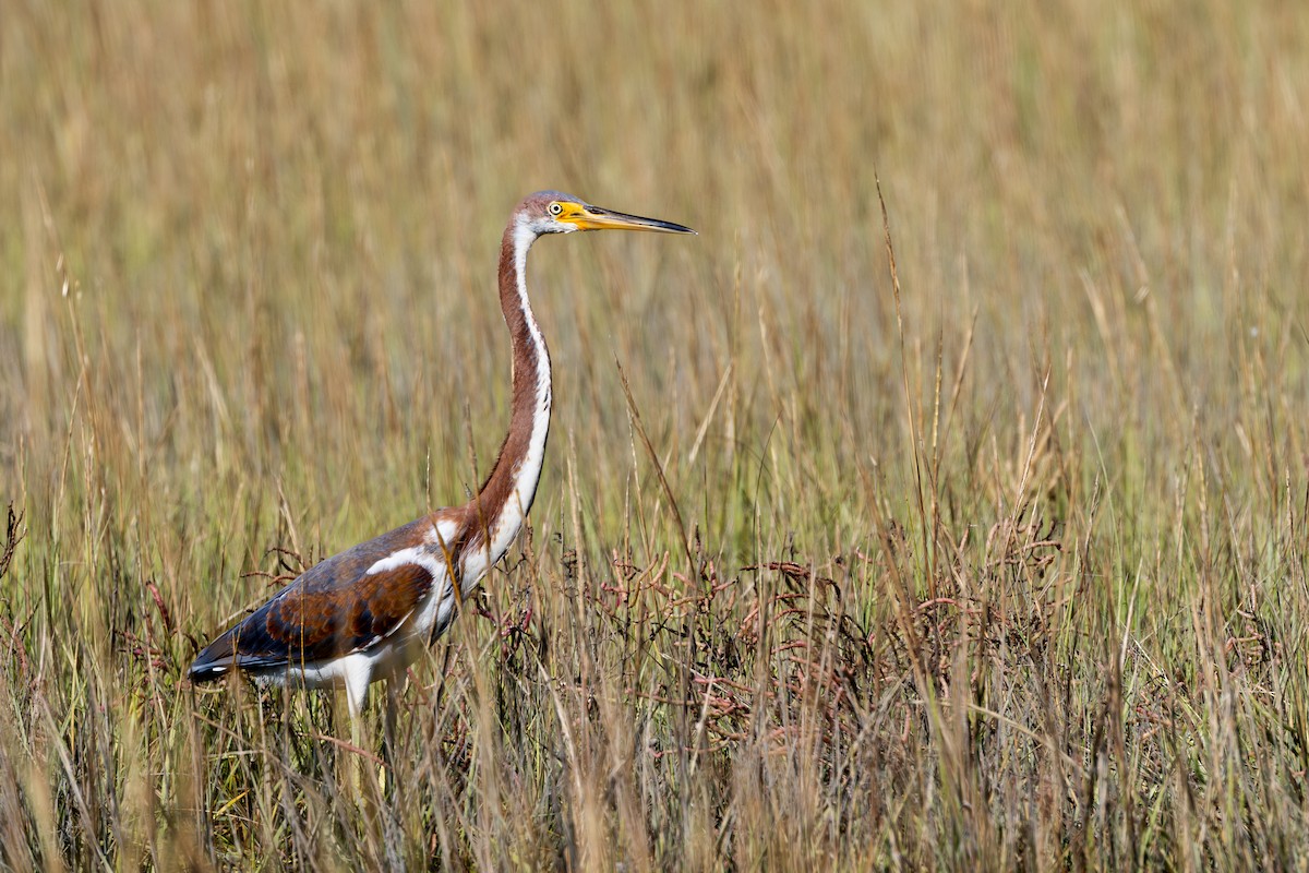 Tricolored Heron - ML624561071