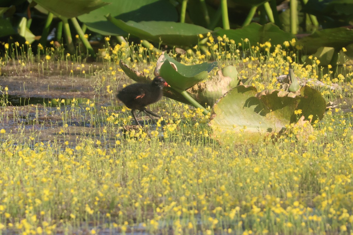 Common Gallinule - ML624561146