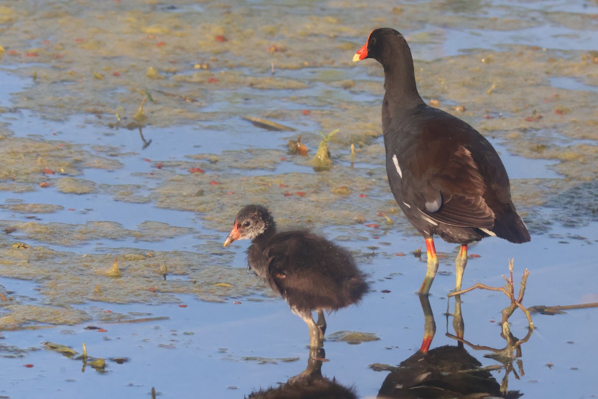 Common Gallinule - ML624561147