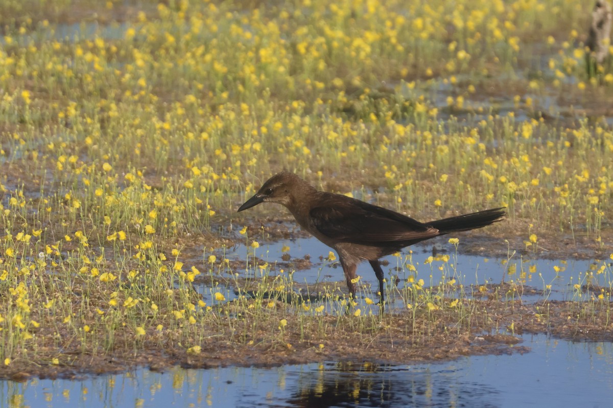 Boat-tailed Grackle - ML624561157