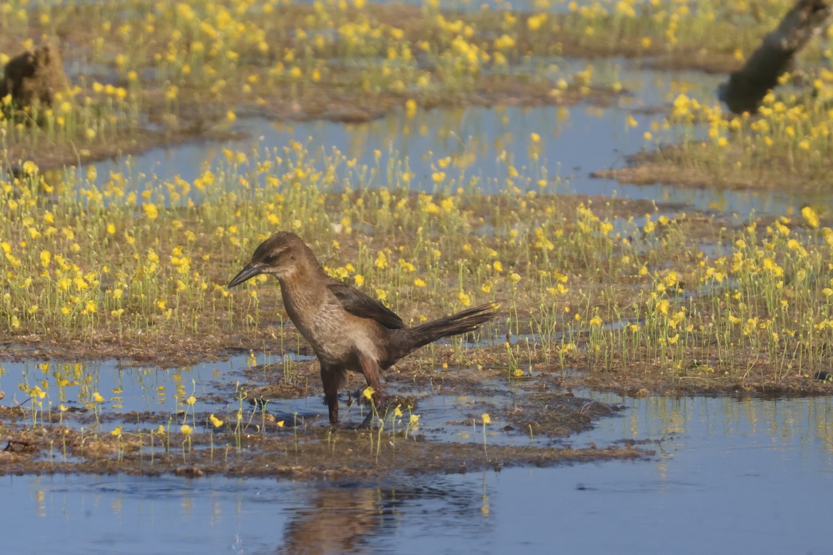 Boat-tailed Grackle - ML624561158