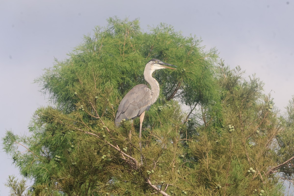 Great Blue Heron - ML624561188