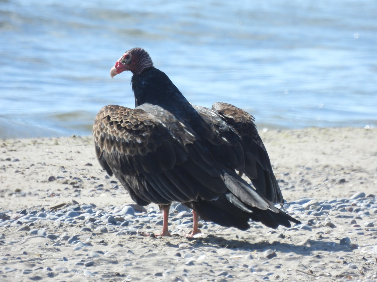 Turkey Vulture - ML624561201