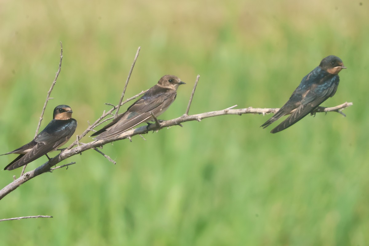 Barn Swallow - ML624561208