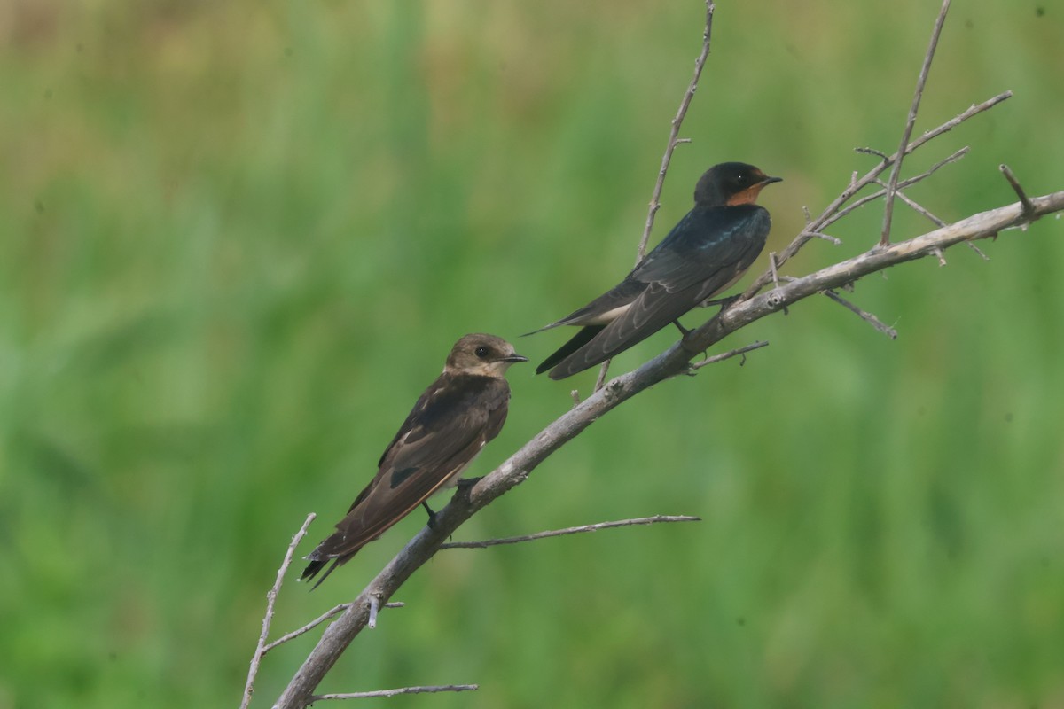 Barn Swallow - ML624561209