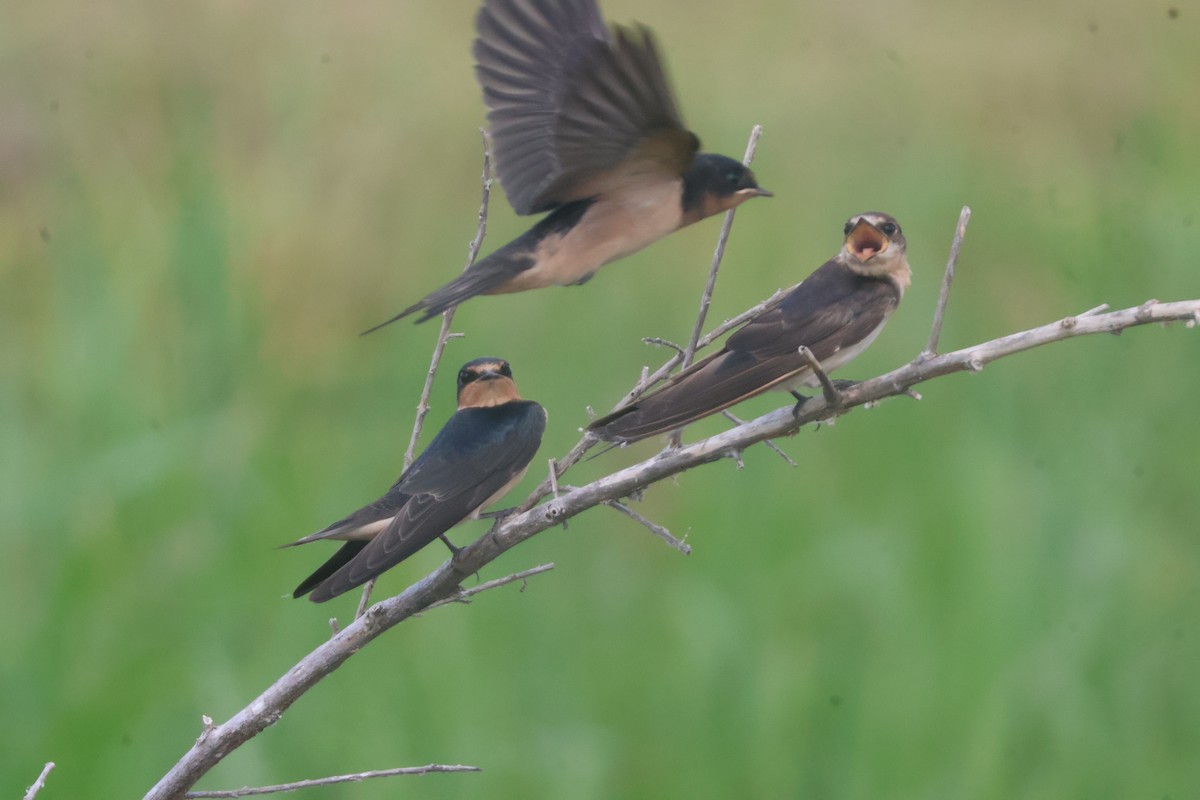 Barn Swallow - ML624561210