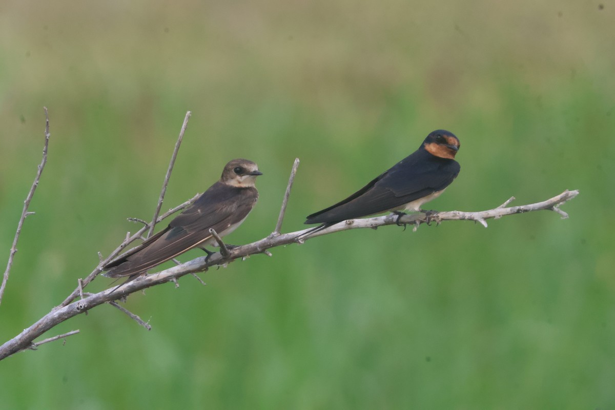 Barn Swallow - ML624561211