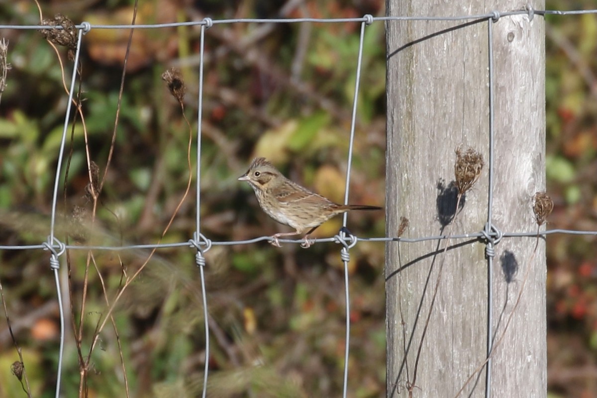 Lincoln's Sparrow - ML624561212