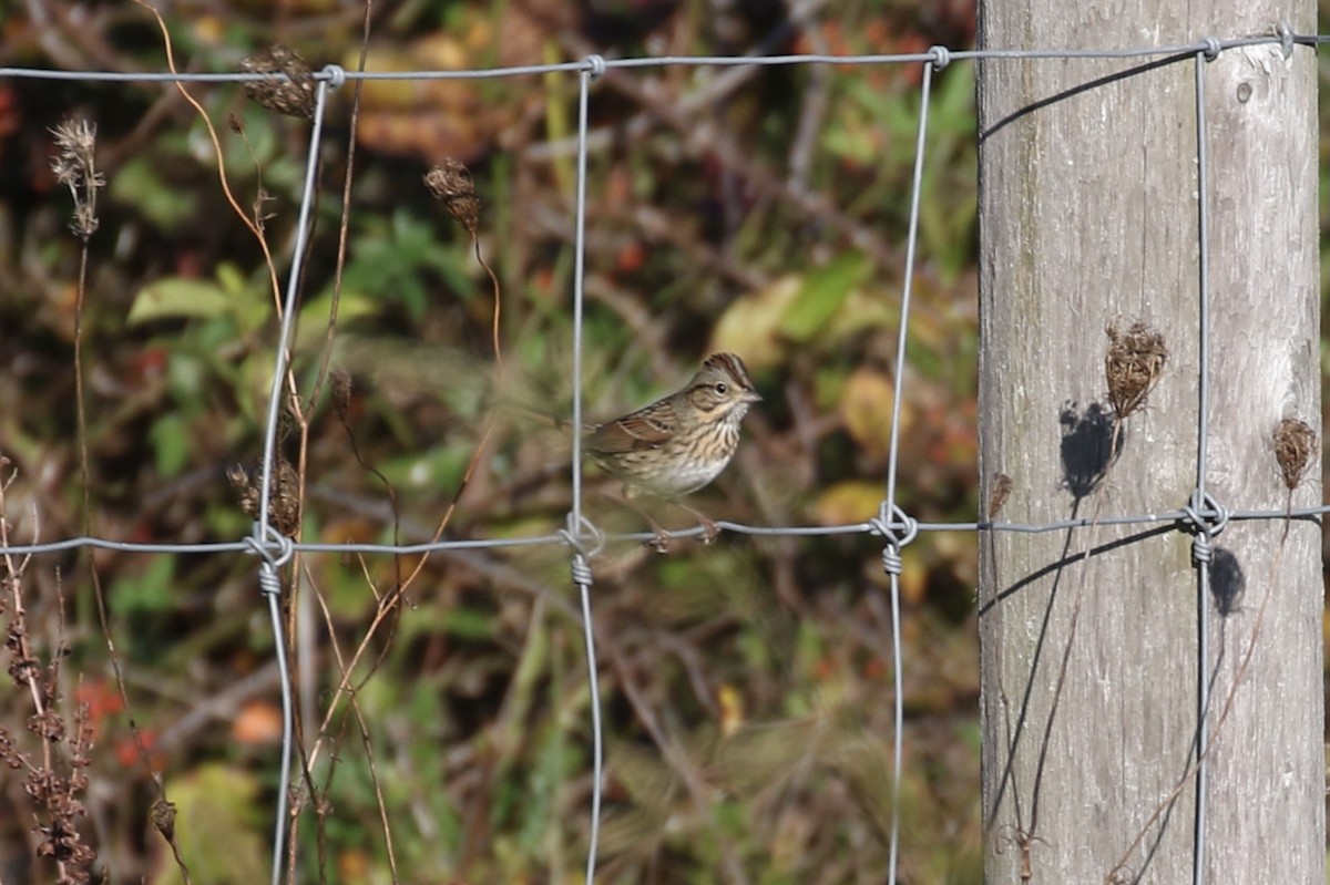 Lincoln's Sparrow - Pranav Kumar