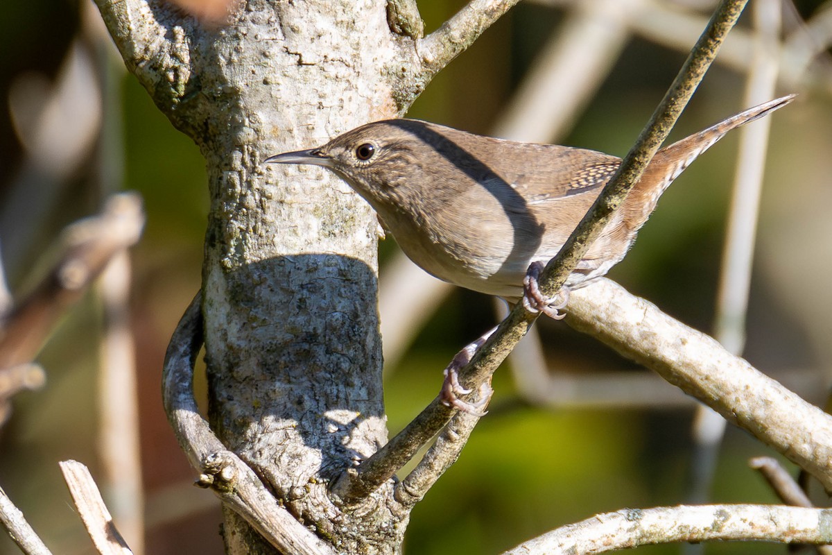 House Wren - ML624561218