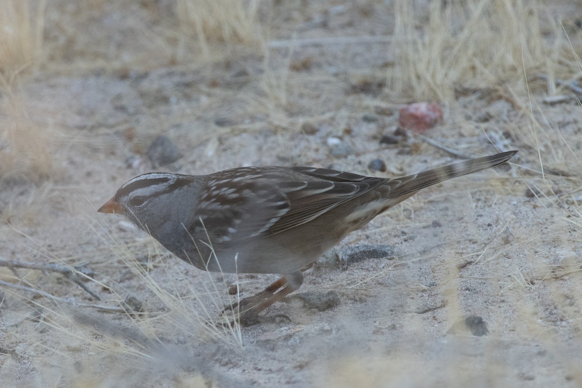 White-crowned Sparrow (Gambel's) - ML624561219