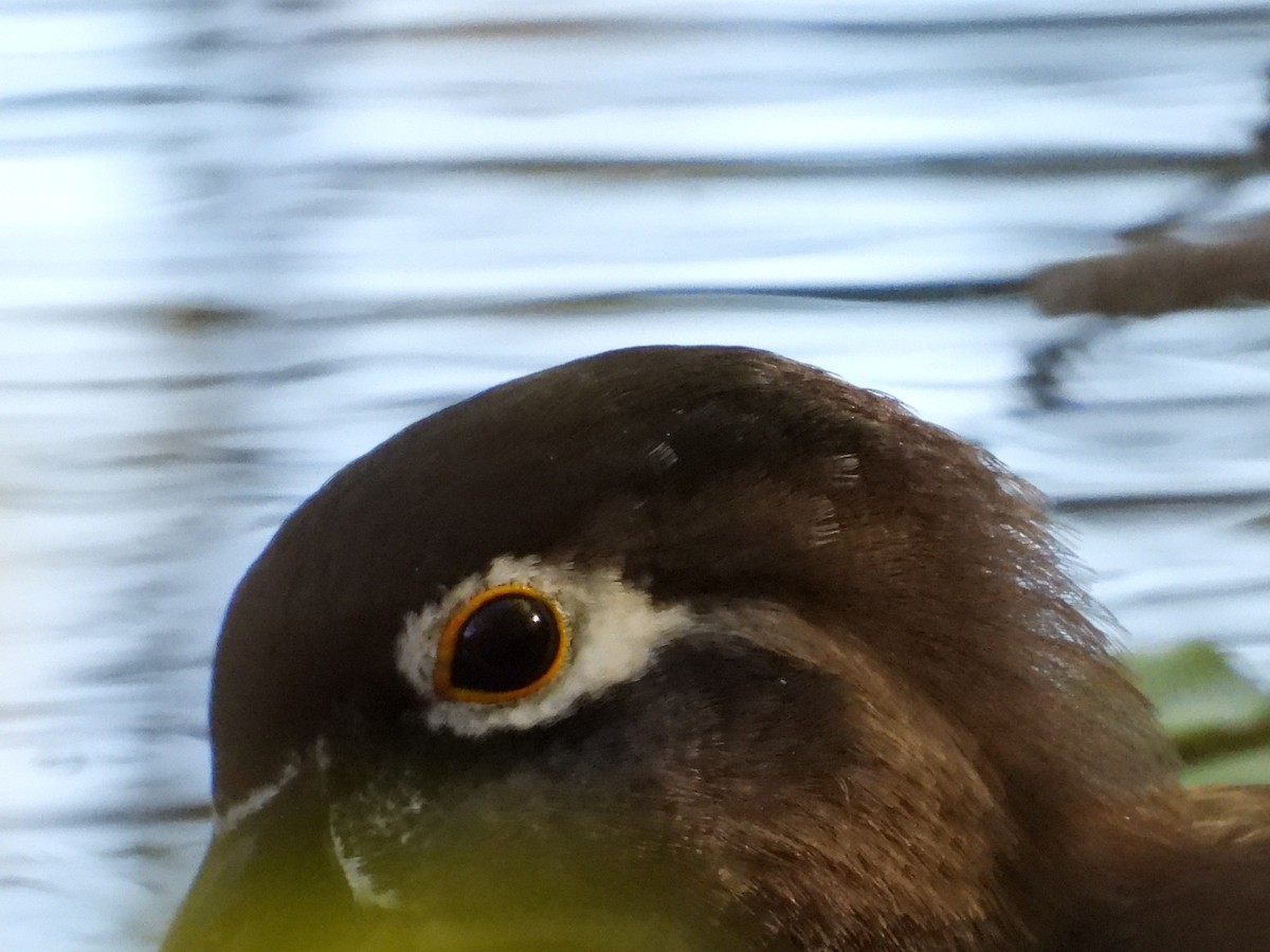 Wood Duck - ML624561220