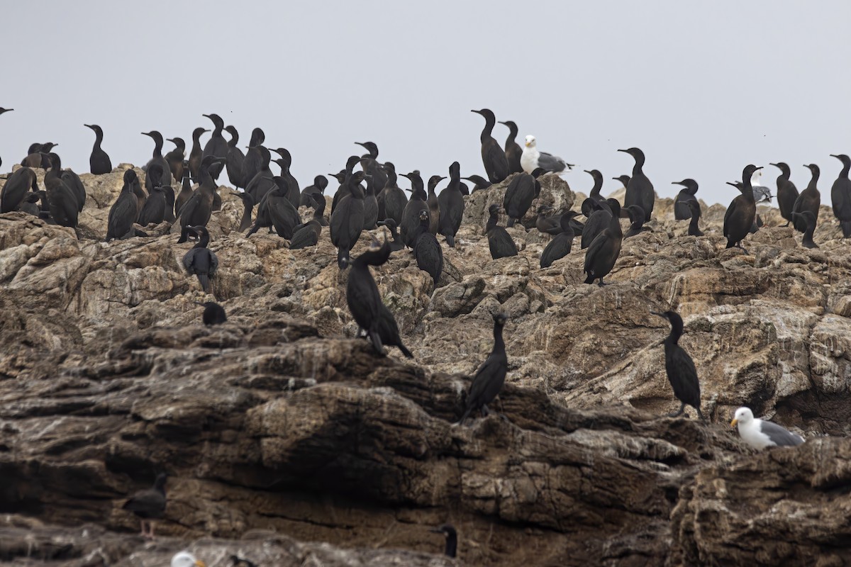 Brandt's Cormorant - ML624561221