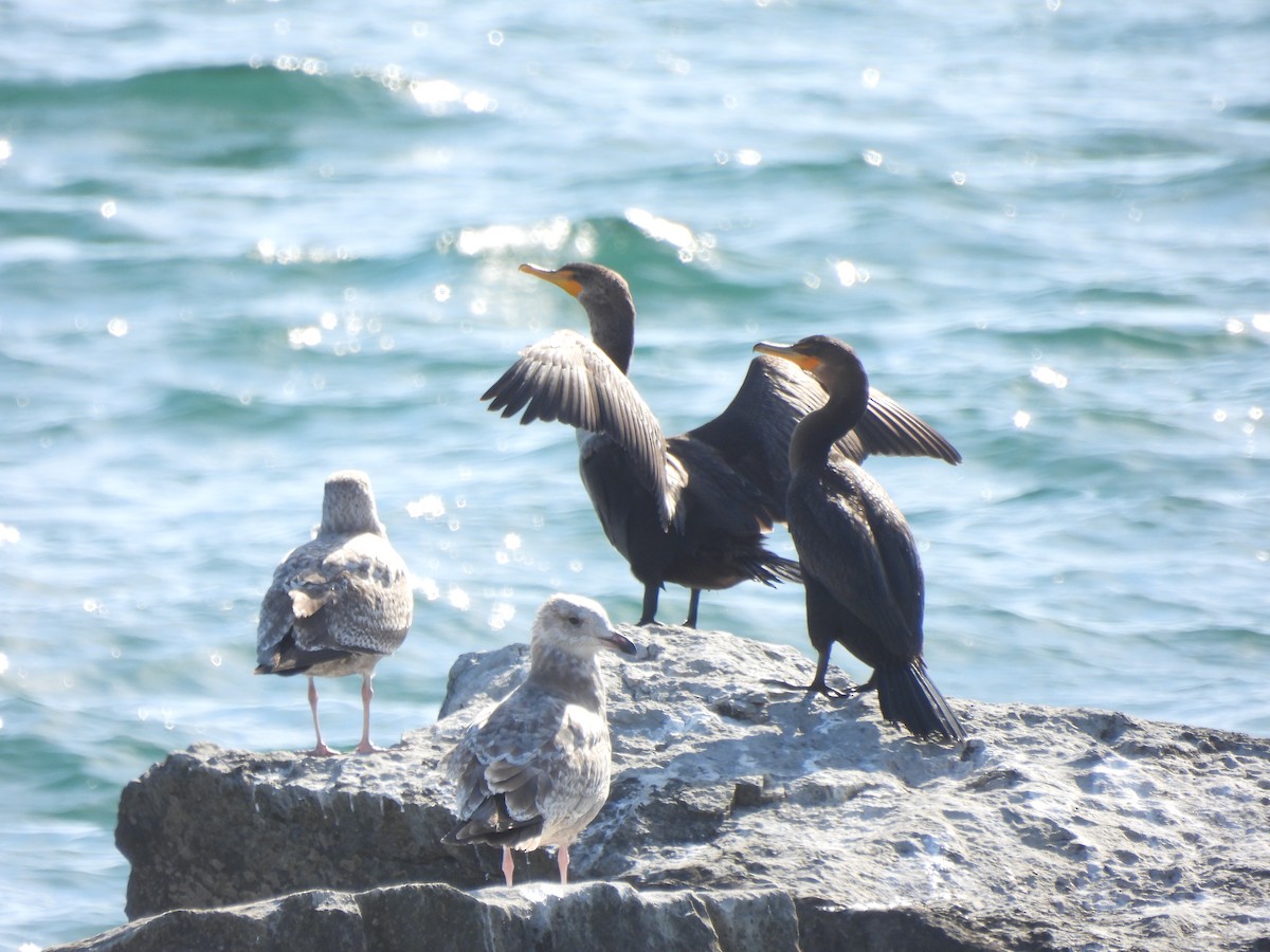 Double-crested Cormorant - ML624561222