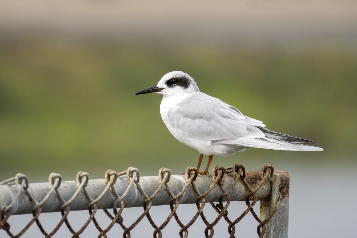 Forster's Tern - ML624561223