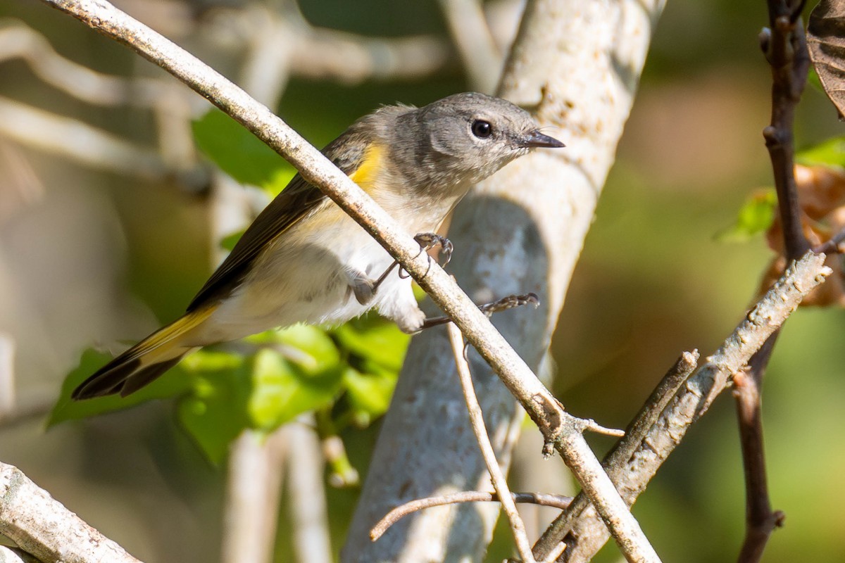 American Redstart - James Davis