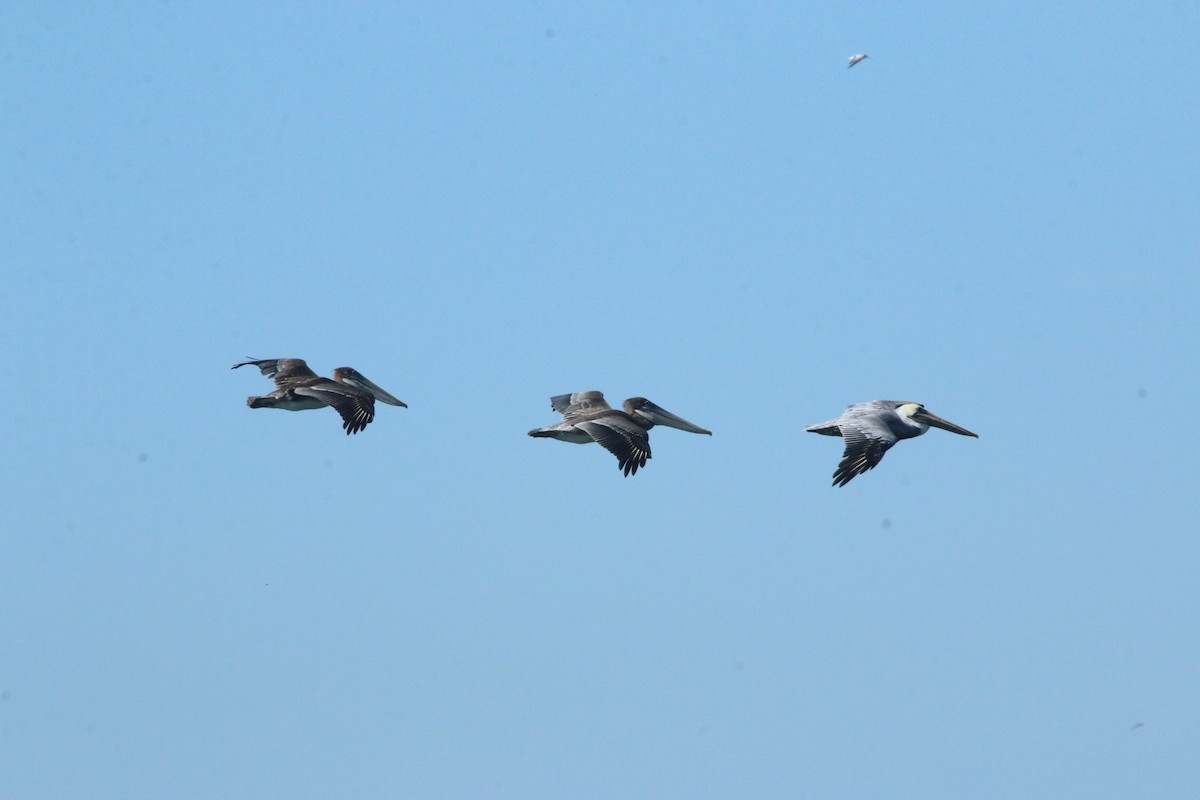 Brown Pelican - ML624561225