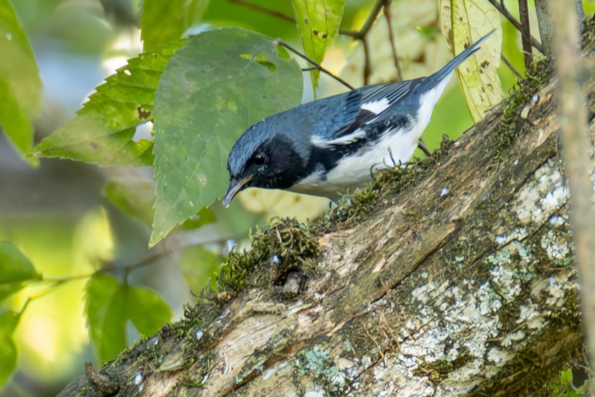 Black-throated Blue Warbler - ML624561226