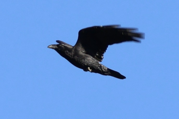 Common Raven - ML624561227