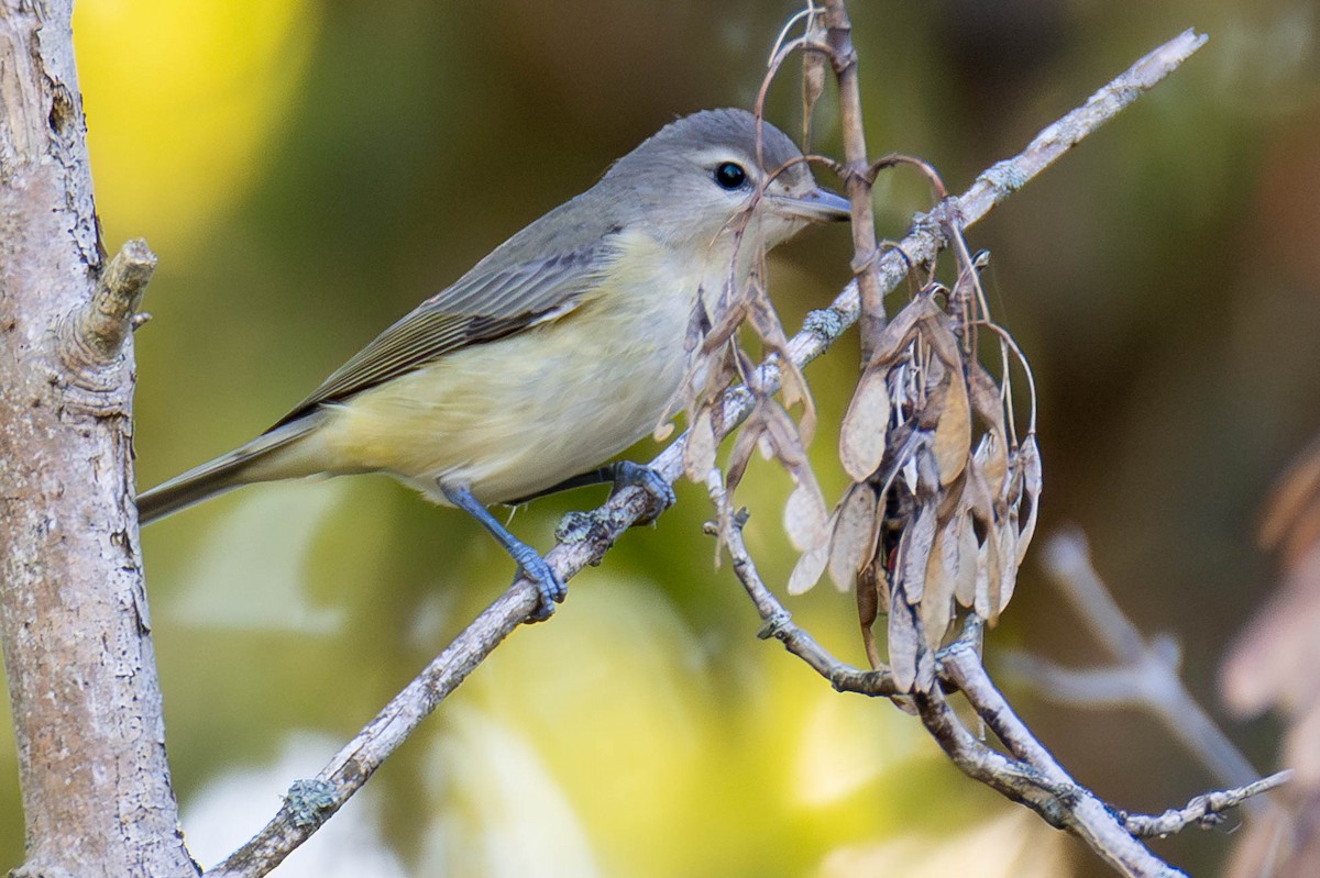 Warbling Vireo - James Davis