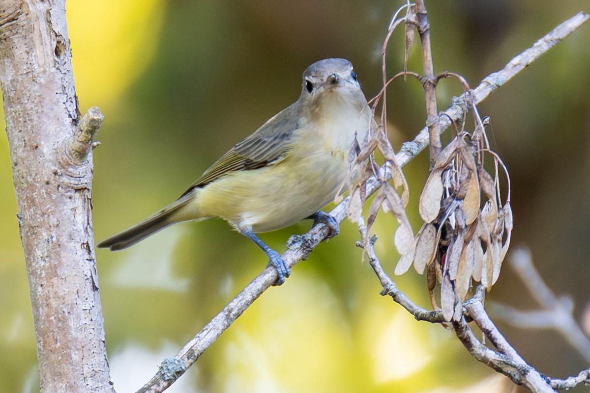 Warbling Vireo - James Davis