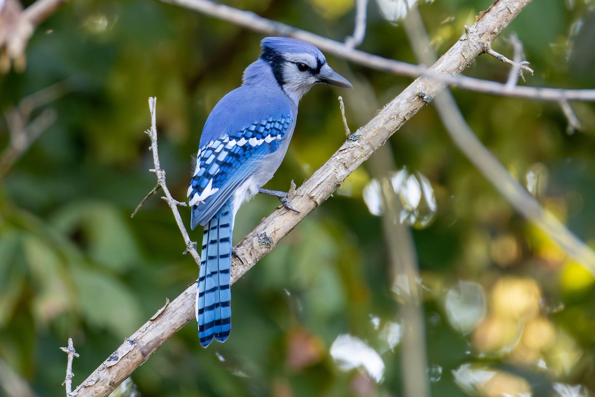 Blue Jay - ML624561232