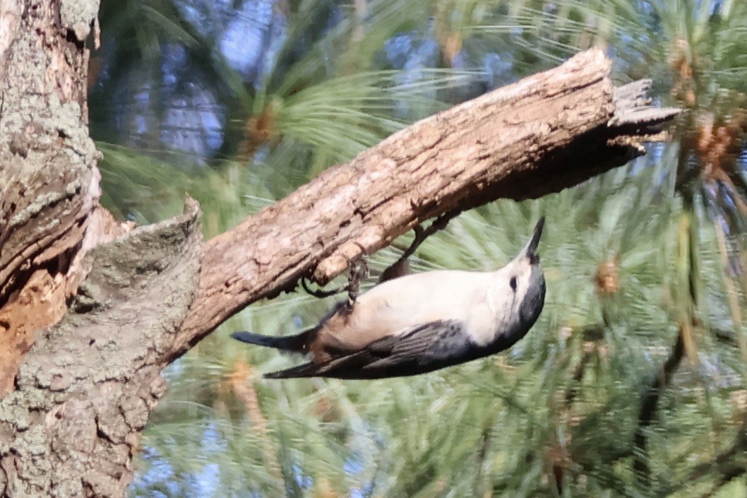 White-breasted Nuthatch - ML624561270