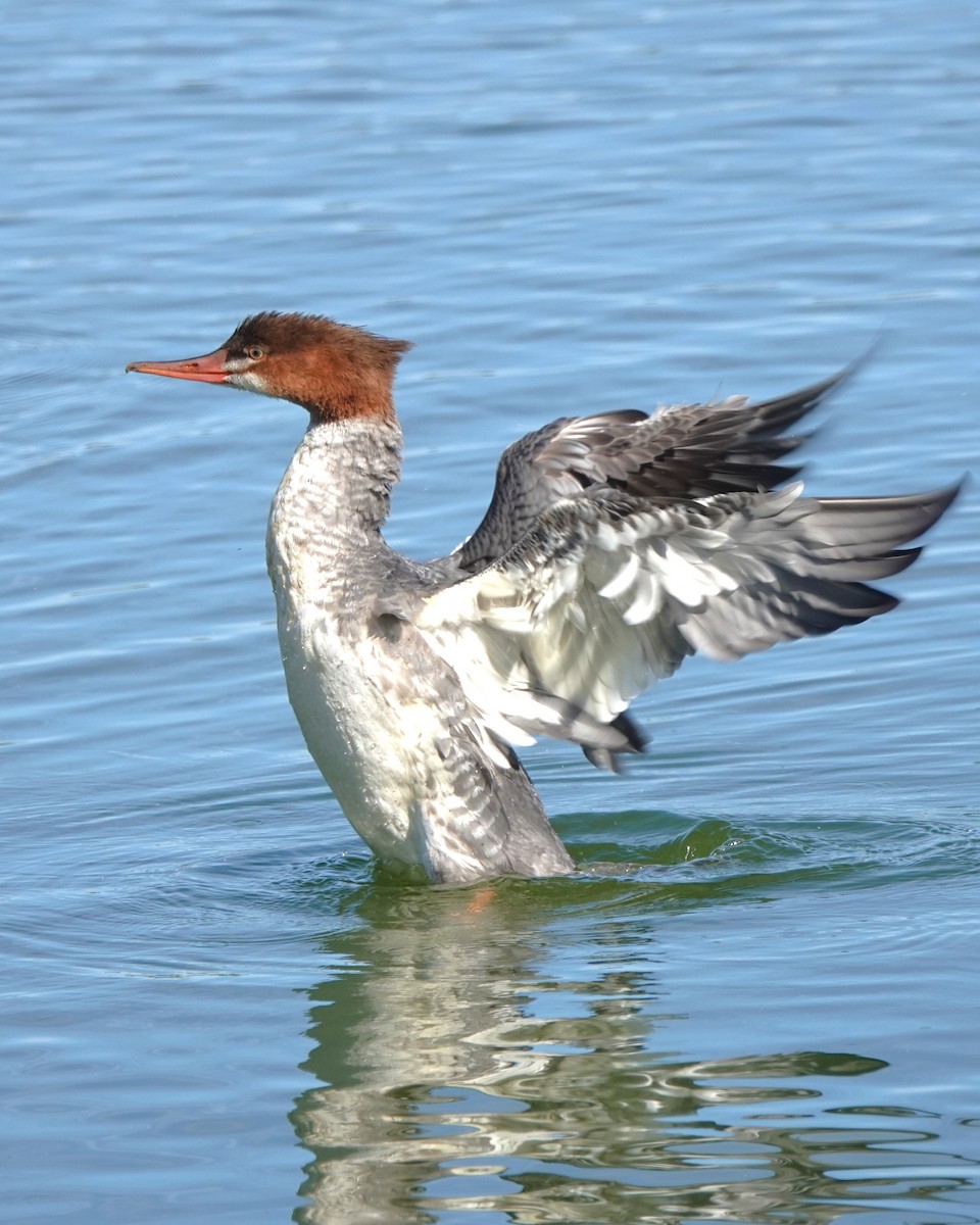 Common Merganser - ML624561271