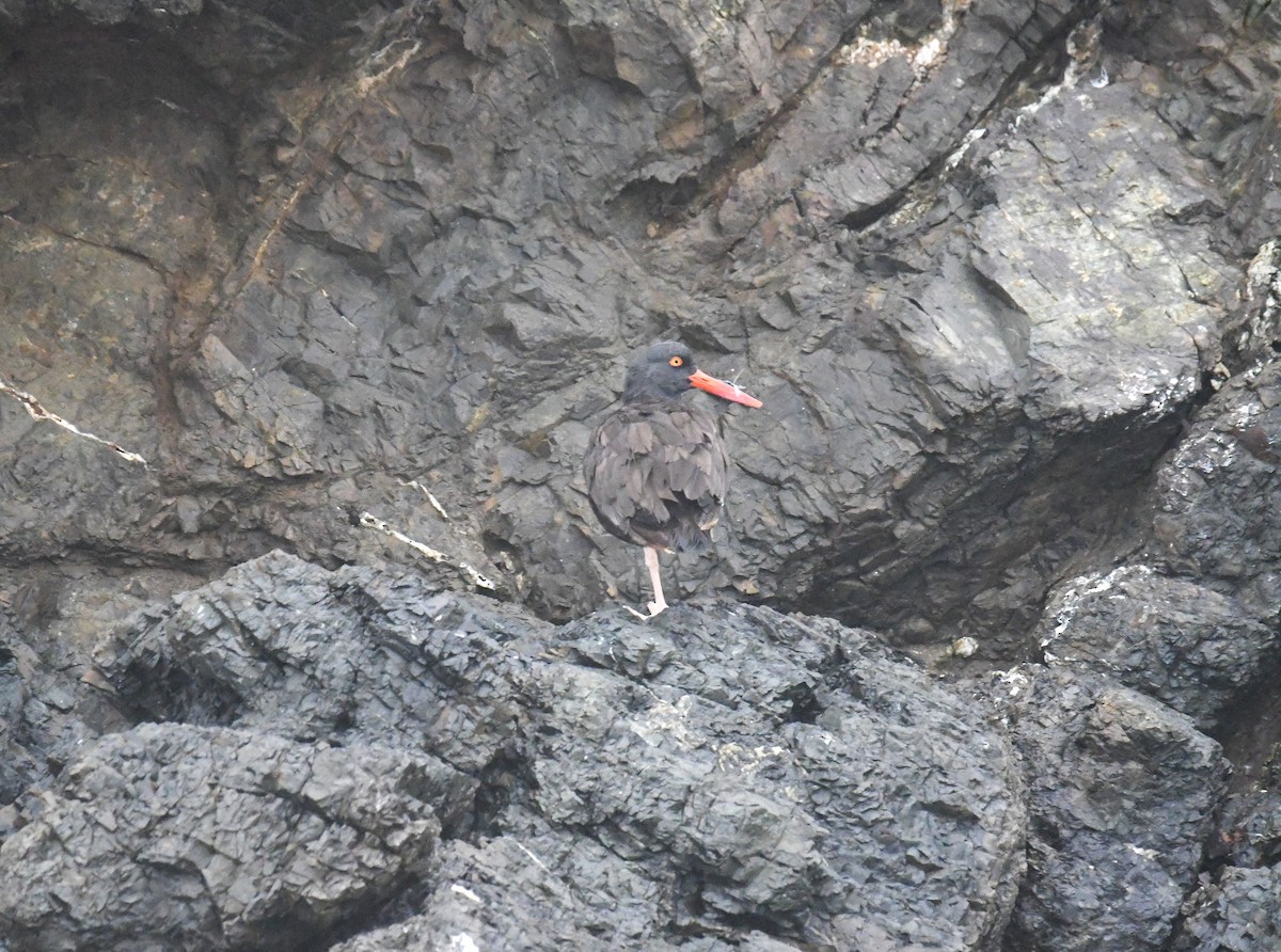 Black Oystercatcher - ML624561272