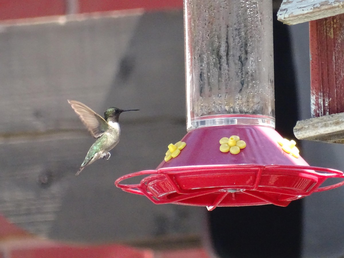 Ruby-throated Hummingbird - dan davis