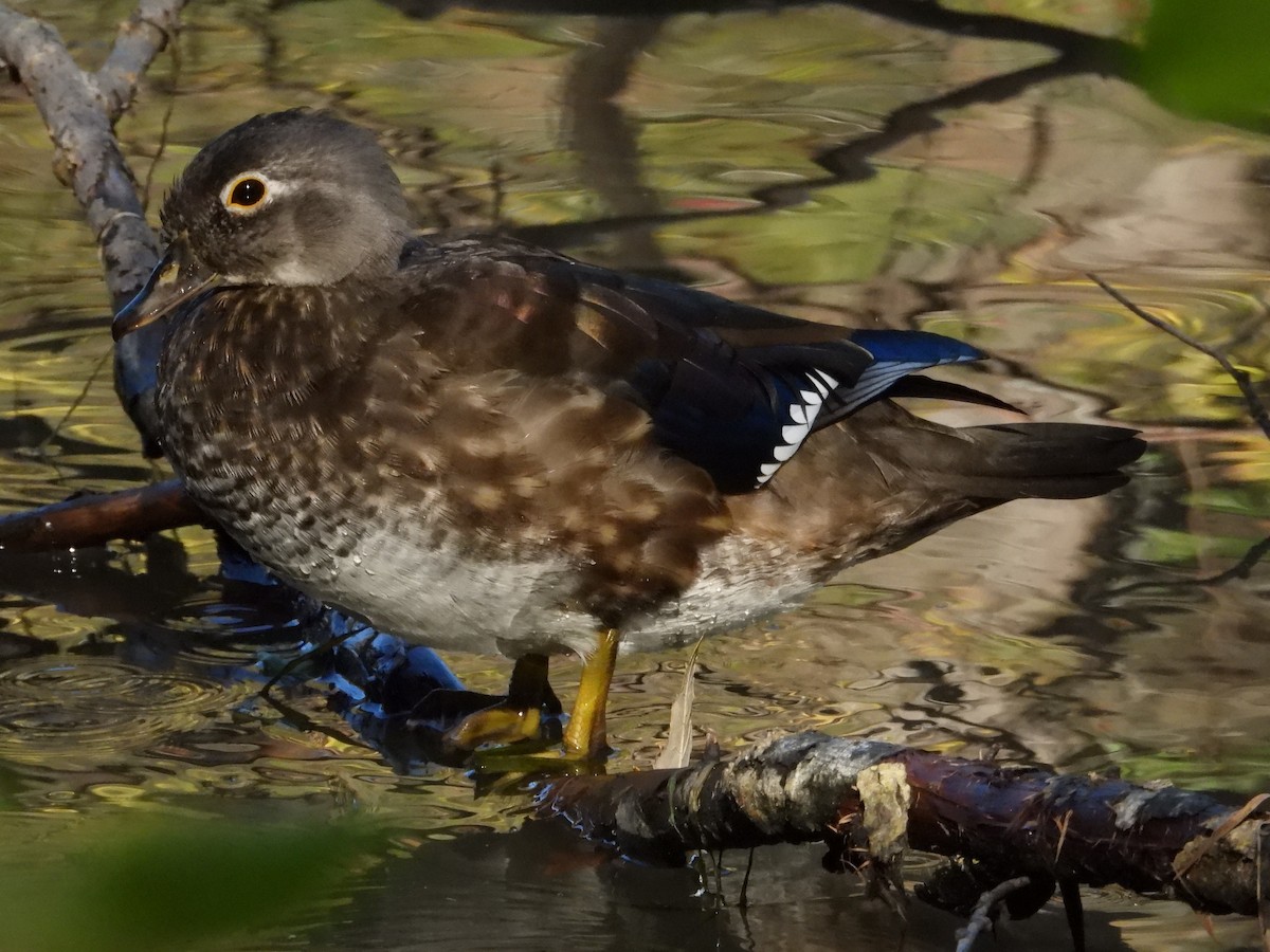 Wood Duck - ML624561274