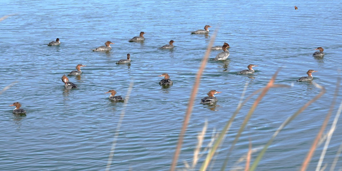 Common Merganser - ML624561276