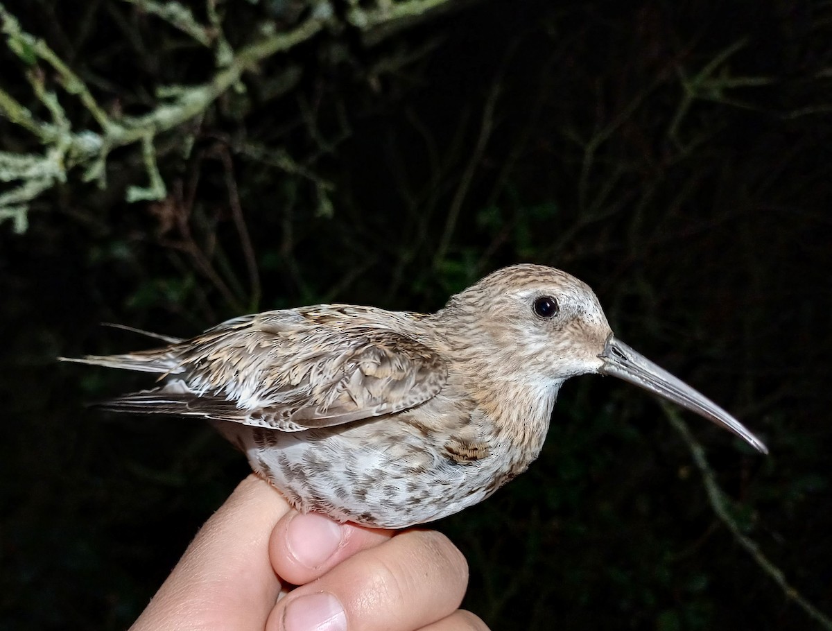 Dunlin - David Martinovský