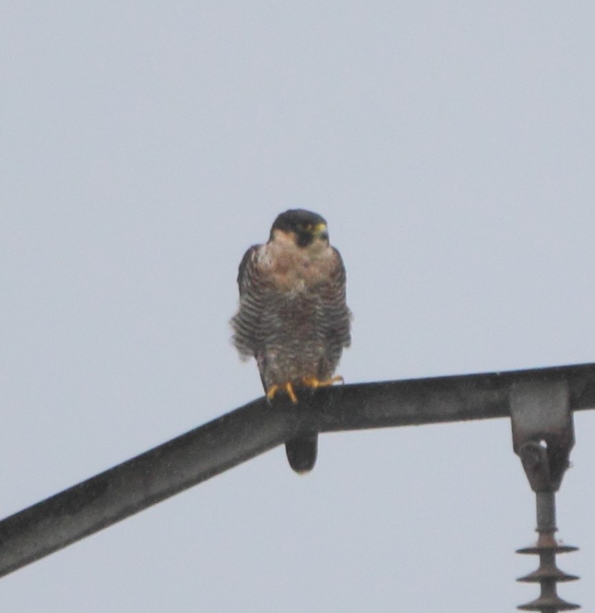 Peregrine Falcon - ML624561278