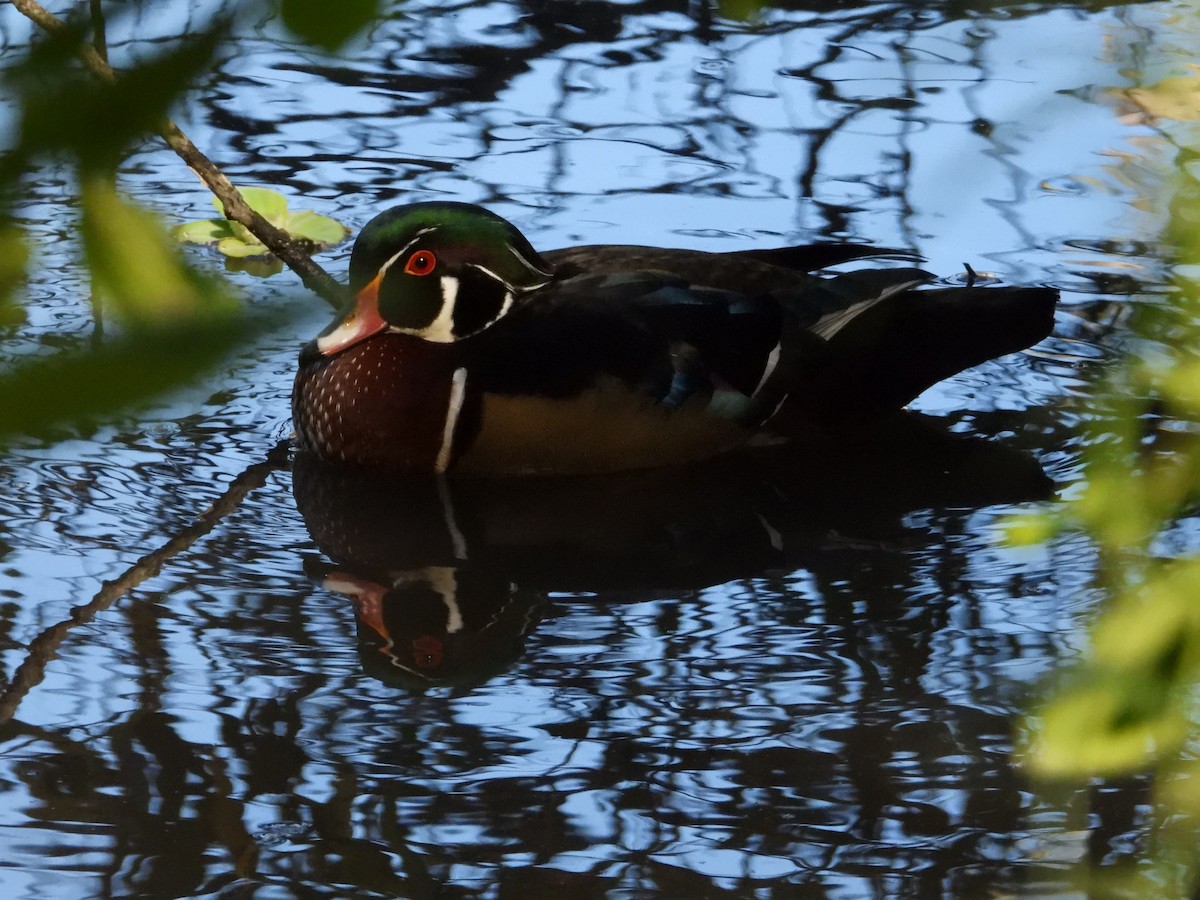 Wood Duck - ML624561279