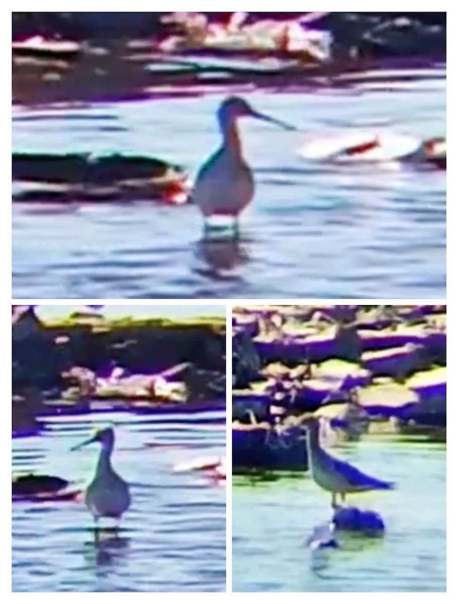 Greater Yellowlegs - ML624561280